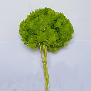 Ortensia preservata dm 25 - Sconti per Fioristi e Aziende . -  H 35/40