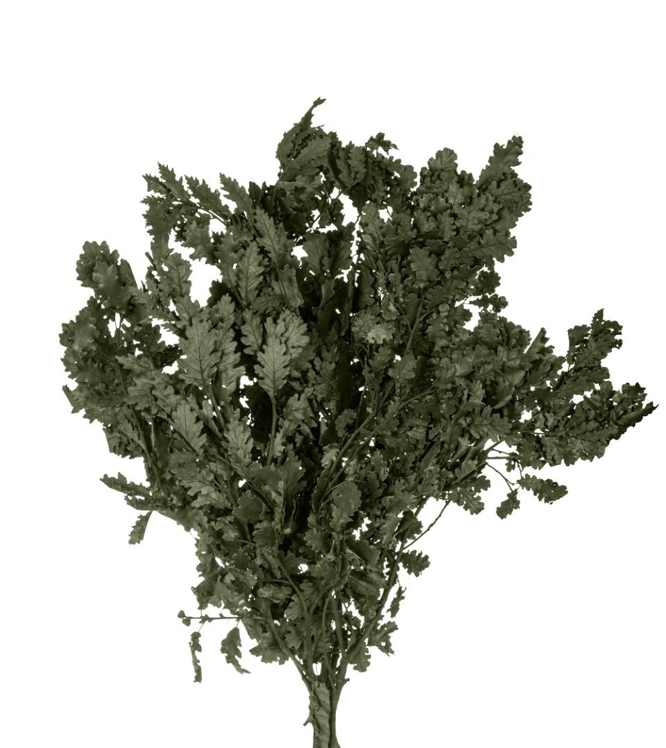 Quercia Naturale Stabilizzata  - Sconti per Fioristi e Aziende - Busta Kg.1 Rami H 90/100