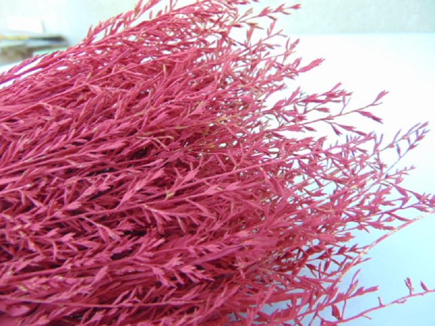 Spighe d'oro color rosso preservate  gr. 50 - Sconti per Fioristi e Aziende