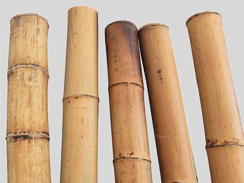 Canne di bamboo naturale  altezze e diametri diversi - Sconti per Fioristi e Aziende