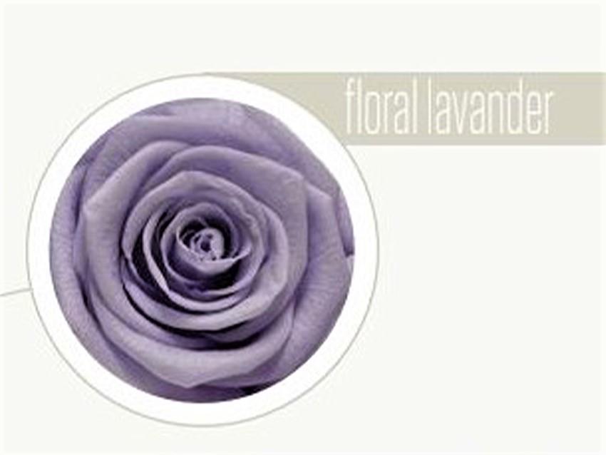 Bocciolo di Rosa Preservata Premium  cm. 6,5  - Sconti per Fioristi e Aziende . - Box da 6 rose