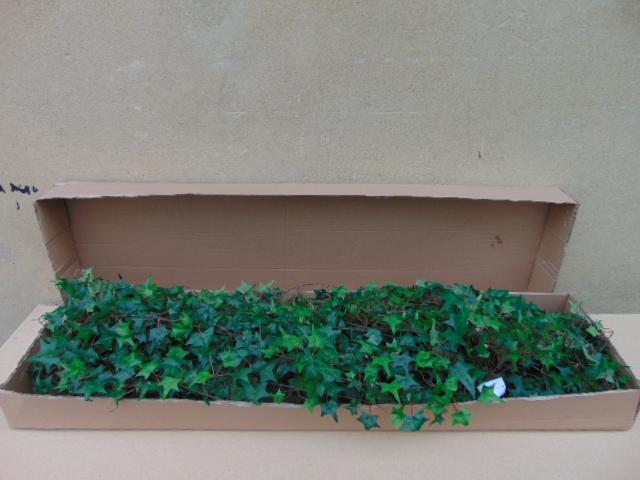 Edera Artificiale H 180 cm.  - Sconti per Fioristi e Aziende . - Pitzsburgh con 1076 foglie