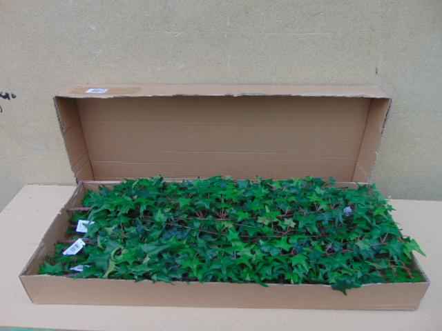 Edera Artificiale H 90 cm. - Sconti per Fioristi e Aziende . -  Pitzsburgh  con 371 foglie