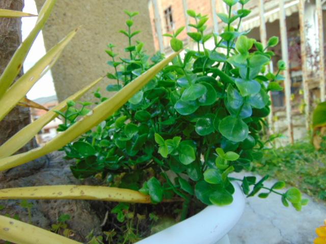Eucaliptus bush H 31 cm. - Sconti per Fioristi e Aziende -  in plastica