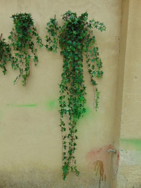 Edera Artificiale H 180 cm.  - Sconti per Fioristi e Aziende . - Pitzsburgh con 1076 foglie