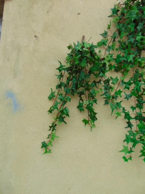 Edera Artificiale H 60 cm. - Sconti per Fioristi e Aziende . - Pitzsburgh con 175 foglie