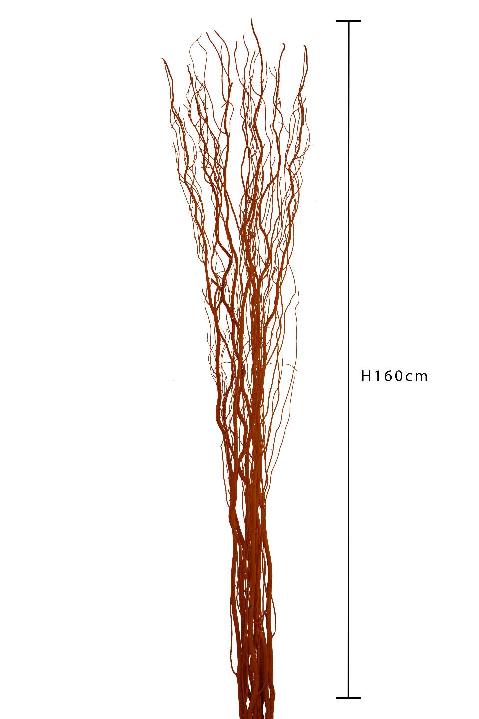 Nocciolo Contorto H 160 x 6 - Sconti per Fioristi e Aziende - Salix Willow Naturale