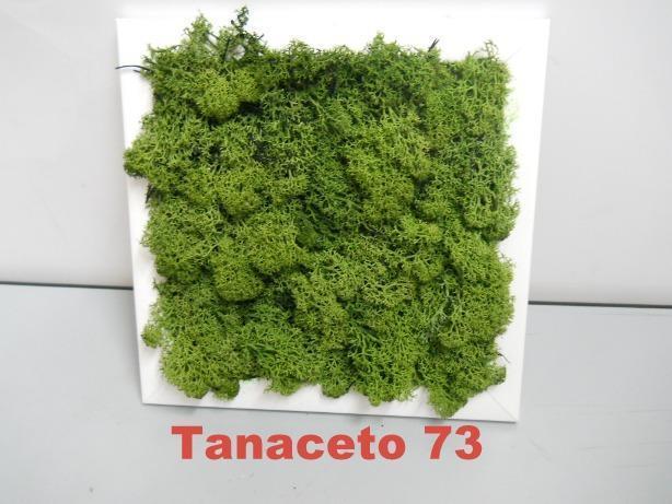 Quadro moss cm. 20 x 20 Head o Flat work - Sconti per Fioristi e Aziende