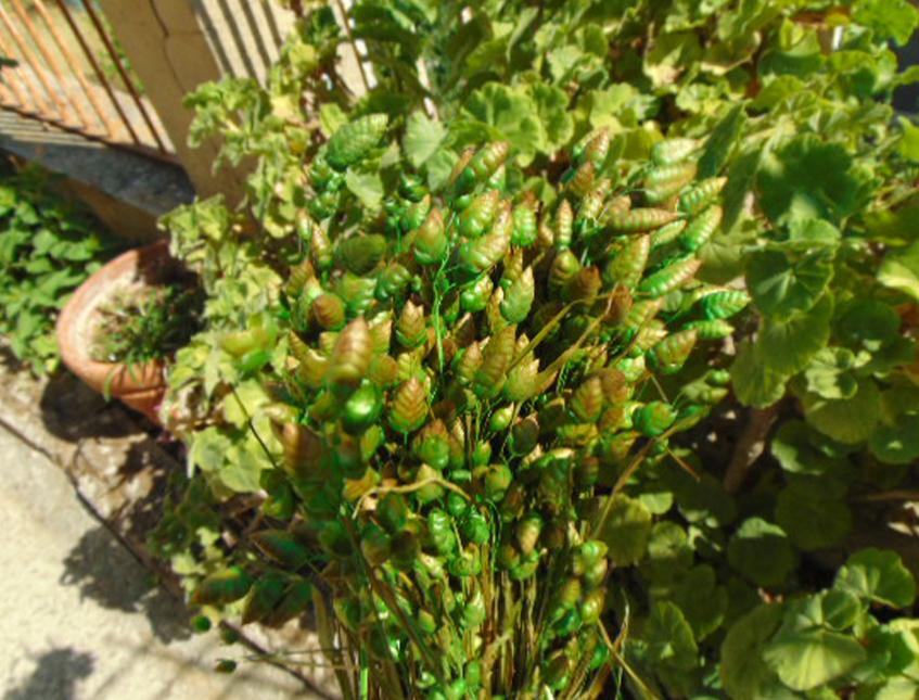 Briza Maxima naturale stabilizzata da gr. 100 - Sconti per Fioristi e Aziende