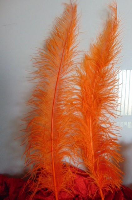 Piume di struzzo cm. 60/70  - Sconto per Fioristi e Aziende - in vari colori