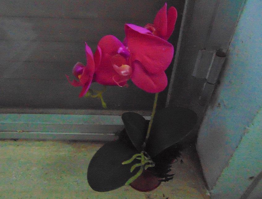 Orchidea Plant x 2 H 35  - Sconti per fioristi e aziende - in real touch