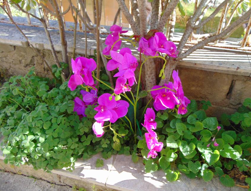 Orchidea Plant in poliestere - Sconti per fioristi e aziende . - x 9
