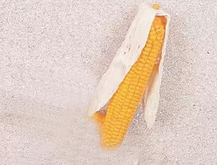 Pannocchie Granoturco H 27  - Sconti per Fioristi e Aziende . - Artificiale in plastica