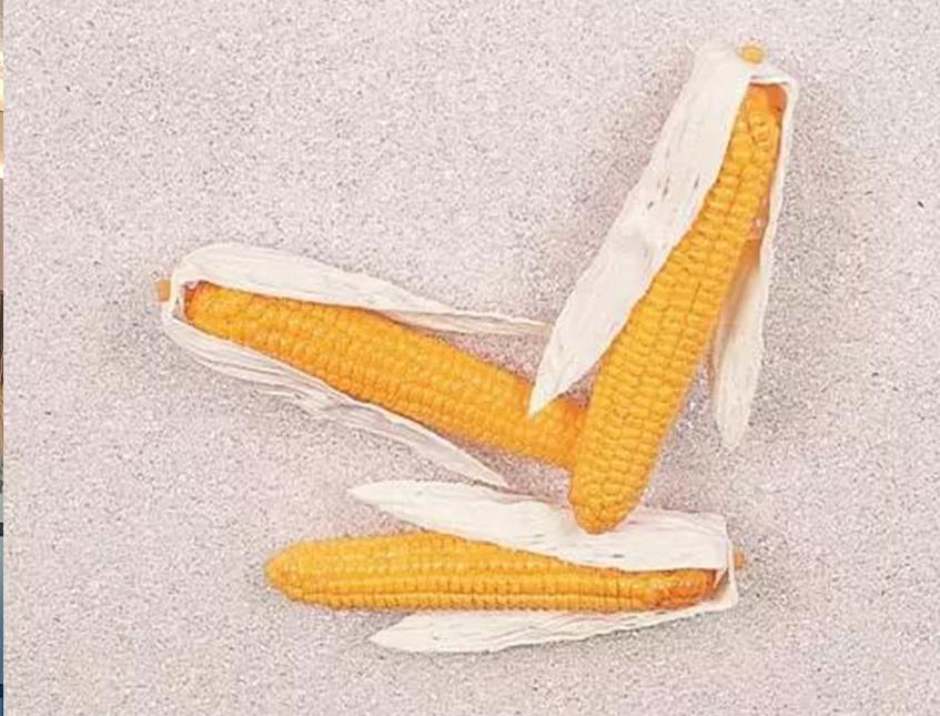 Pannocchie Granoturco H 27  - Sconti per Fioristi e Aziende . - Artificiale in plastica