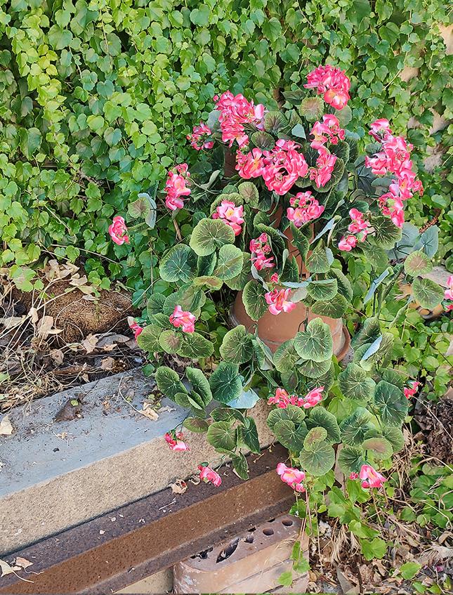 Bouganvillea cadente Bianca H 130 cm artificiale - Sconti per Fioristi e Aziende e Wedding