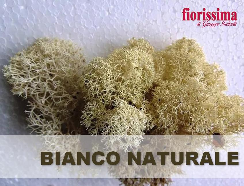 Muschio Nordico Naturale gr. 500 Preservato - Sconti per Fioristi e Aziende Fiorissima Lichene preservato