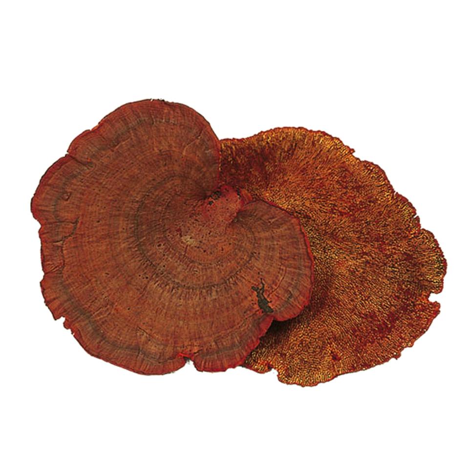 Fungo di Platicerium naturale stabilizzato  - Sconti per Fioristi e Aziende . - conf. gr. 400