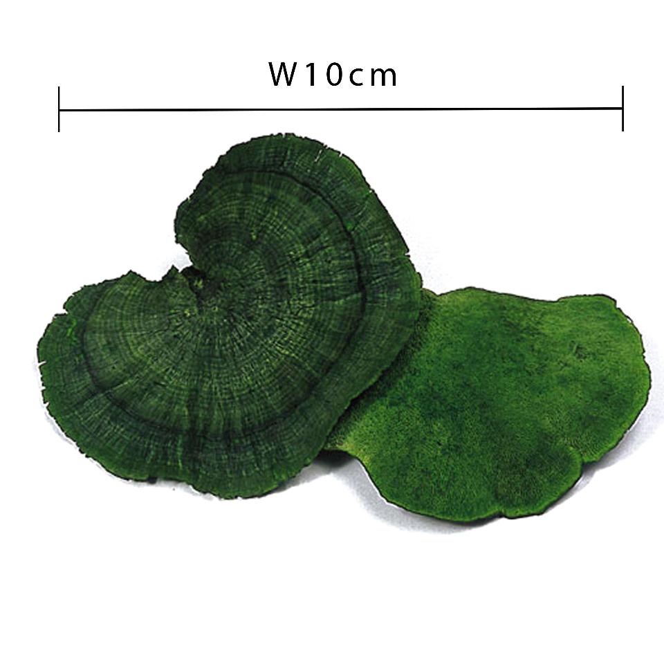 Fungo di Platicerium naturale stabilizzato  - Sconti per Fioristi e Aziende . - conf. gr. 400