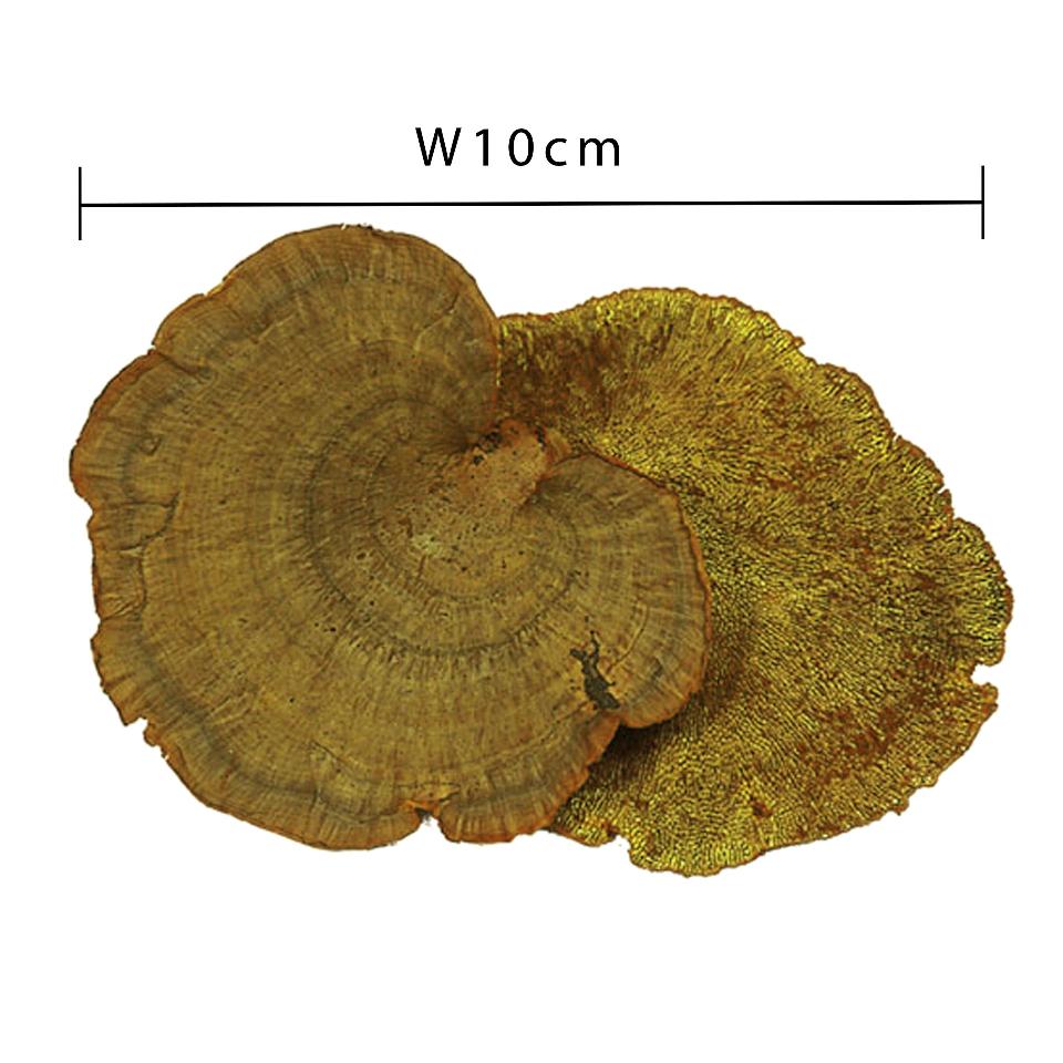 Fungo di Platicerium naturale stabilizzato  - Sconti per Fioristi e Aziende . - conf. gr. 400