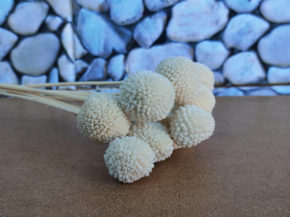 Craspedia Globosa Colorata- Bill Botton Stabilizzato - Sconti per Fioristi e Aziende