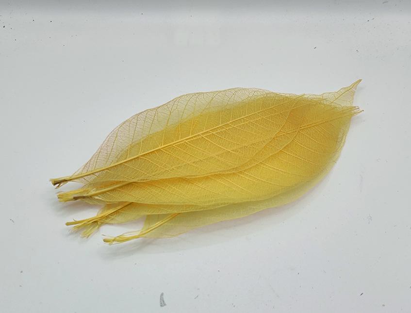 Foglie Magnolia Scheletrite x 25 naturali colorate - Sconti per Fioristi e Aziende