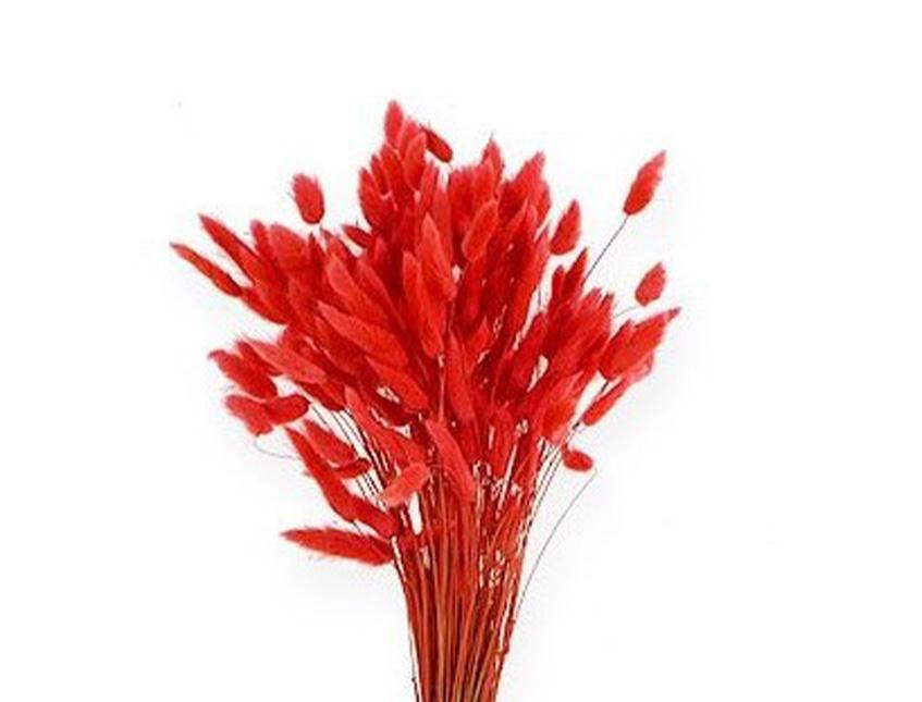 Colorante per immersione . - Adatto per fiori secchi e fronde - da Miscelare con Solvente