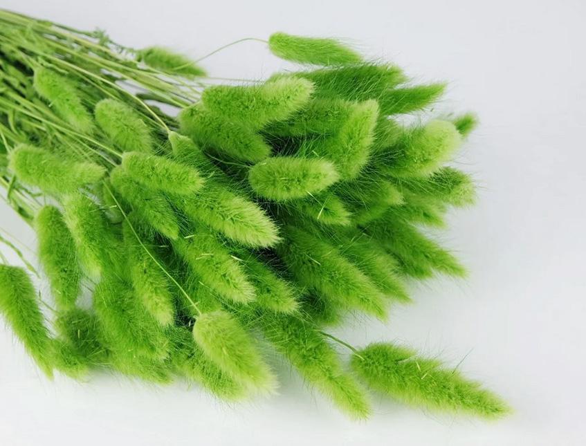 Colorante per immersione . - Adatto per fiori secchi e fronde - da Miscelare con Solvente