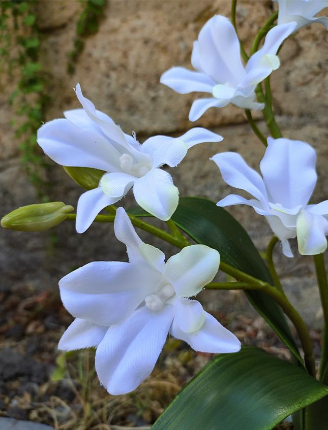 Orchidea Dendrobie con vaso H 40 cm in diversi colori Sconti per Fioristi, Wedding e Aziende .