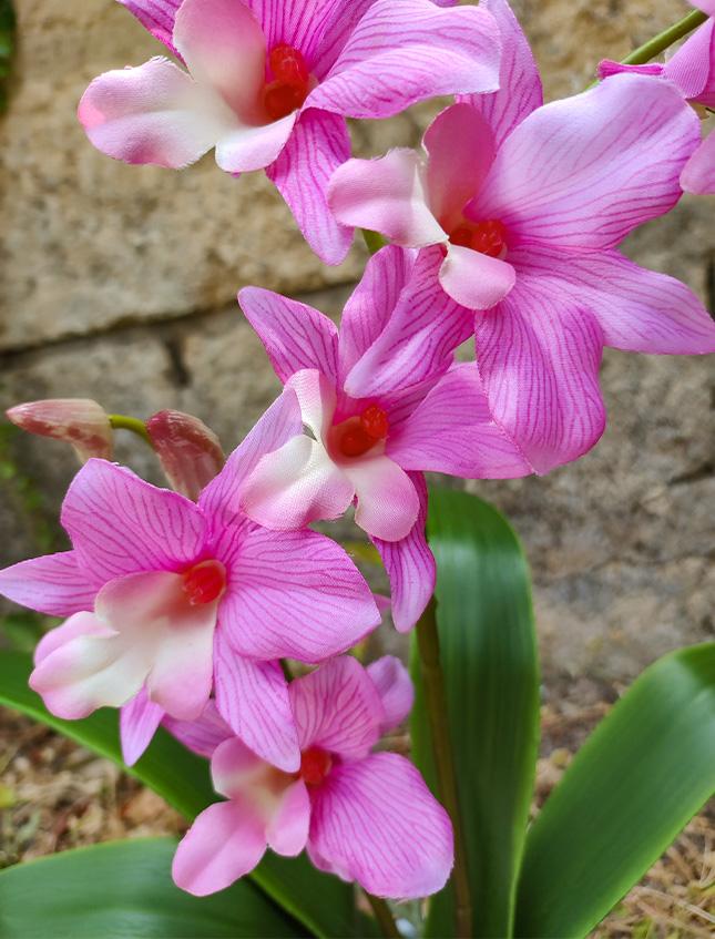 Orchidea Dendrobie con vaso H 40 cm in diversi colori Sconti per Fioristi, Wedding e Aziende .