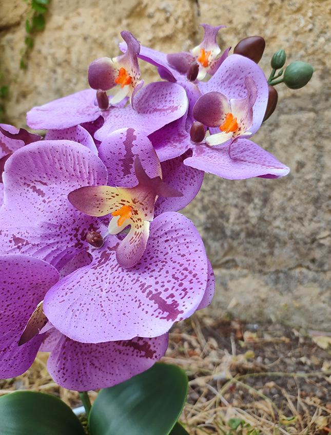 Orchidea foglia larga con vaso H 40 cm in diversi colori Sconti per Fioristi, Wedding e Aziende .