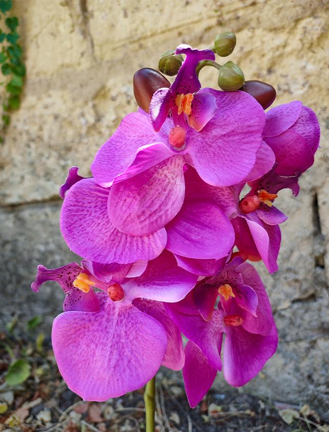 Orchidea Phalenopsis H 40 singola con vaso in 2 colori Sconti per Fioristi, Wedding e Aziende .