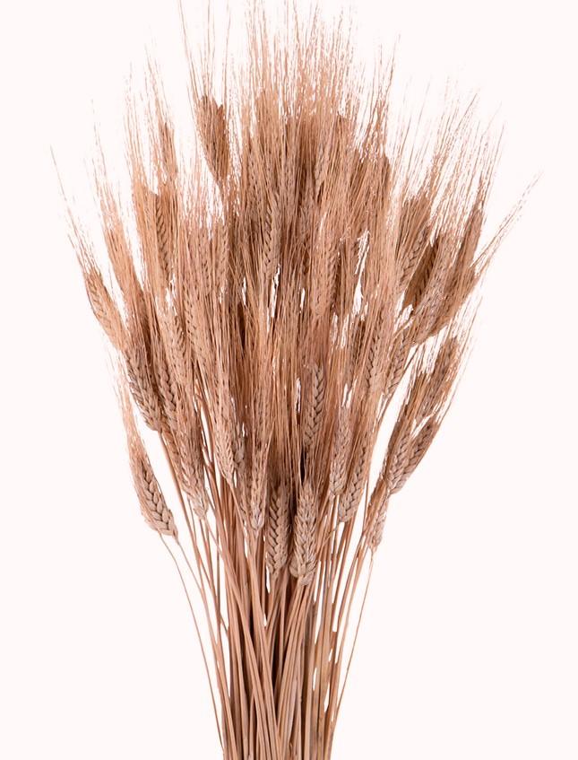 Spighe di grano stabilizzato mazzo 100 steli - Sconti per Fioristi e Aziende