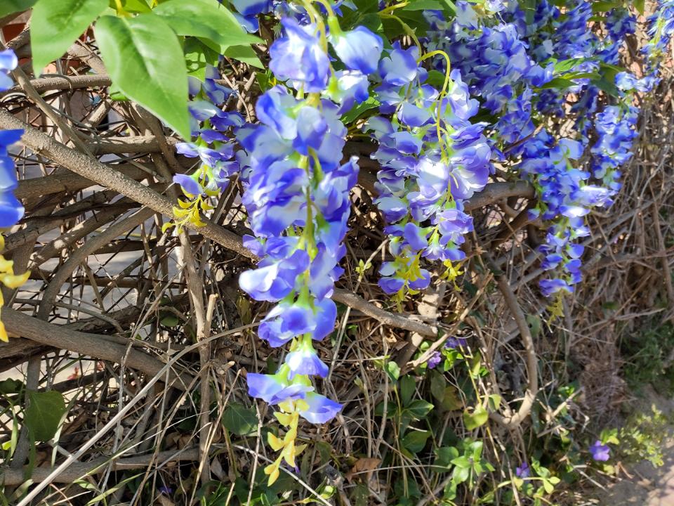 Glicine x 3  H 85 in poliester - Sconti per fioristi e aziende . - Vari colori