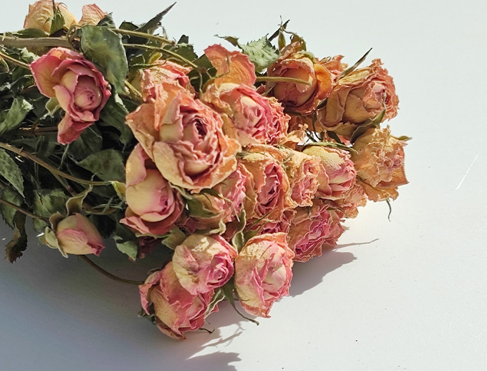 Rose x 20 Dry H 60 dm. 2.5 cm - Sconto per Fioristi e Aziende .