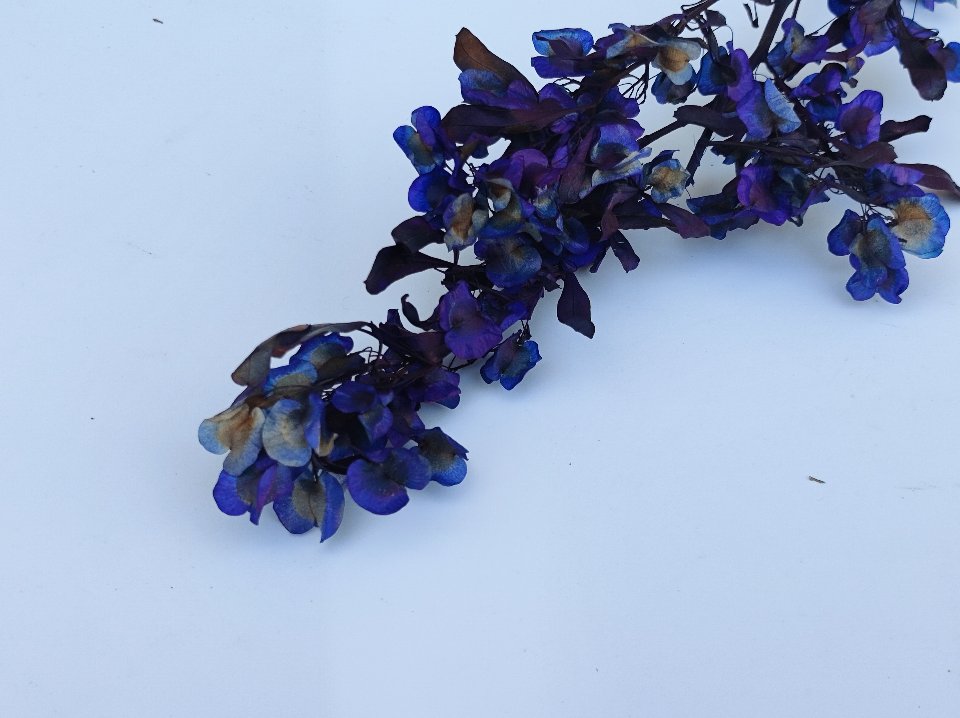 Dudinea Stabilizzata  H 60- Sconti per Fioristi e Aziende - Colorata