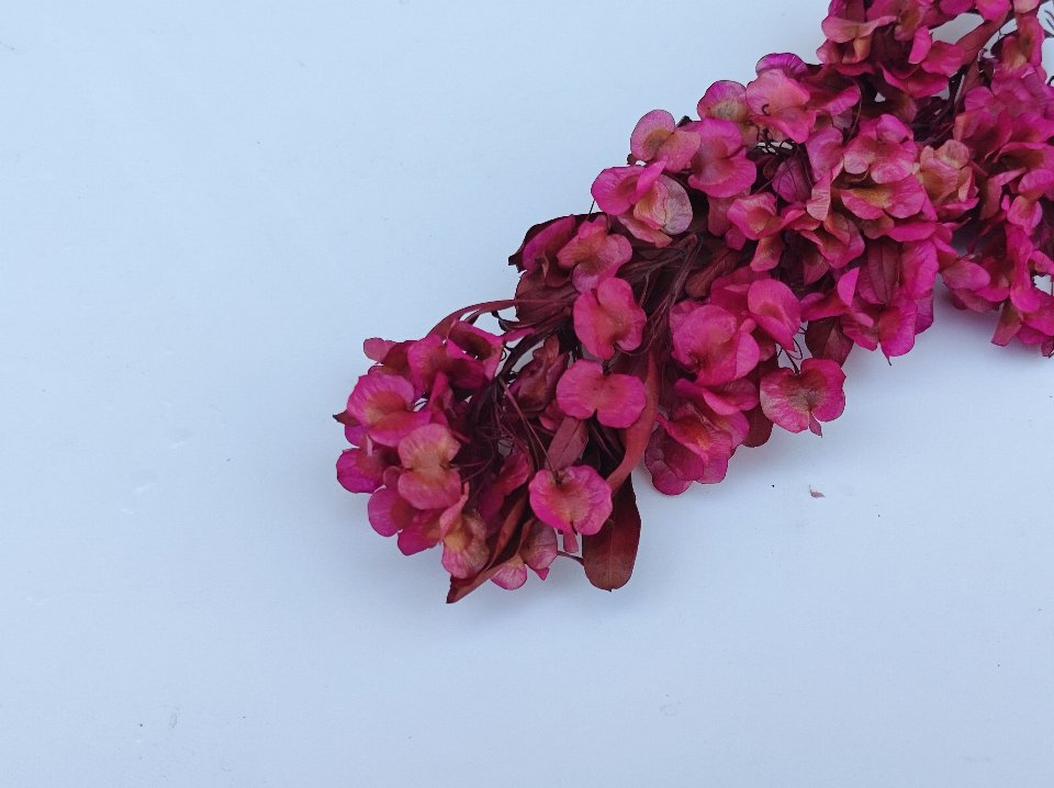 Dudinea Stabilizzata  H 60- Sconti per Fioristi e Aziende - Colorata