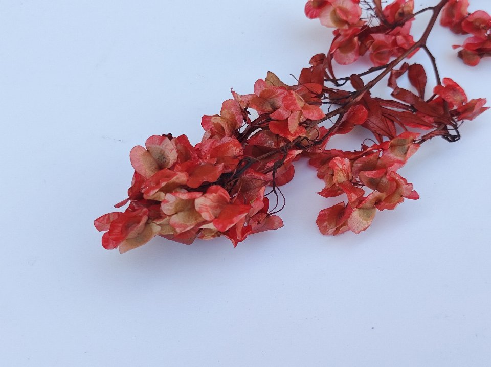Dudinea Stabilizzata  H 60- Sconti per Fioristi e Aziende - Colorata