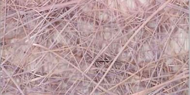 Abaca - Sisal Amidato H 60 - Sconti per Fioristi e Aziende - Rotolo da 5 Yds