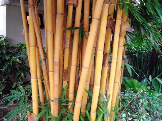 Canne di bamboo naturale  altezze e diametri diversi - Sconti per Fioristi e Aziende