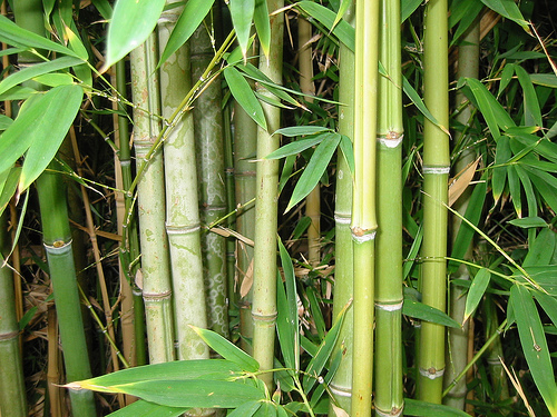 Canne di bamboo naturale  altezze e diametri diversi - Sconti per Fioristi e Aziende