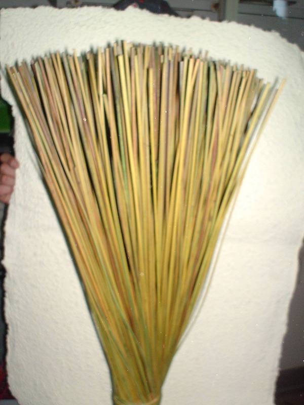 Equisetum Stem H 80  - Sconti per Fioristi e Aziende - Mazzo Kg. 1 Stabilizzato
