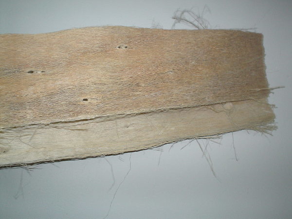 Papaia net naturale colorata disidratata gr. 500 - Sconti per Fioristi e Aziende