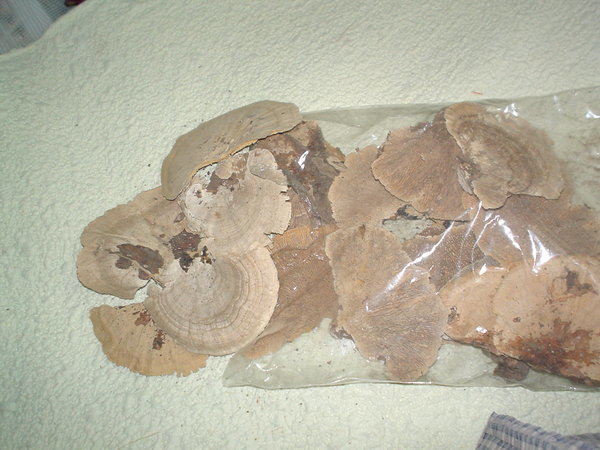 Fungo di Platicerium naturale stabilizzato  - Sconti per Fioristi e Aziende . - conf. gr. 400