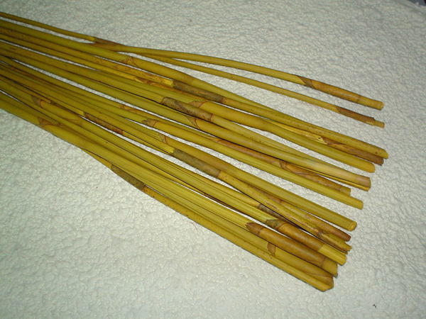 Equisetum Red Bundle  - Sconti per Fioristi e Aziende . - Mazzo gr. 200 stabilizzato