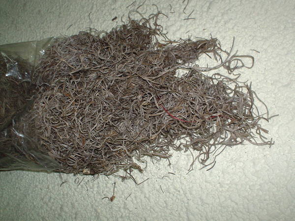 Tillanzia Stabilizzata gr. 300 (Forest Moss) - Sconti per Fioristi e Aziende