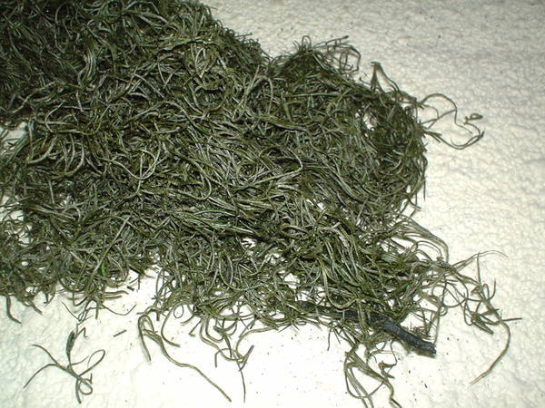 Tillanzia Stabilizzata gr. 300 (Forest Moss) - Sconti per Fioristi e Aziende