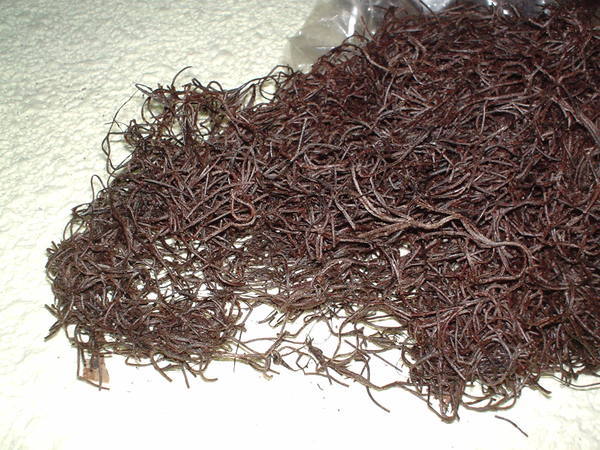 Tillanzia Stabilizzata gr. 300 (Forest Moss) - Sconti per Fioristi e Aziende