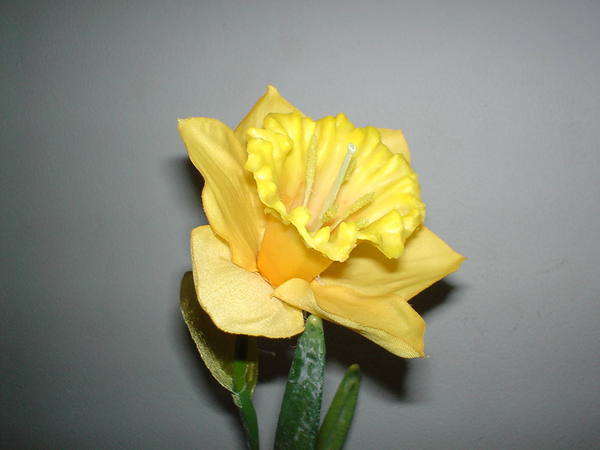 Narciso Lusso H 50  - Sconti per Fioristi e Aziende . - in gomma