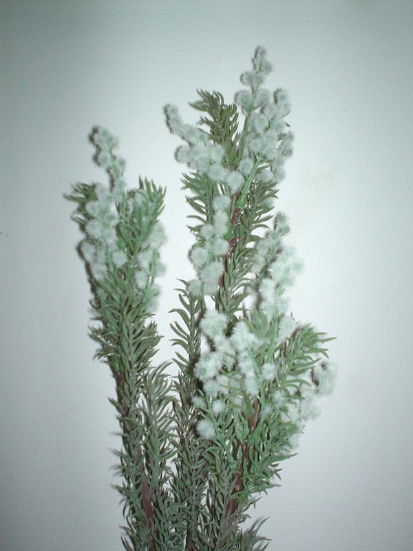 Acacia Selvatica Floccata- H 100 Bianca e Gialla - Sconti per Fioristi e Aziende