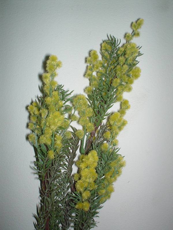 Acacia Selvatica Floccata- H 100 Bianca e Gialla - Sconti per Fioristi e Aziende